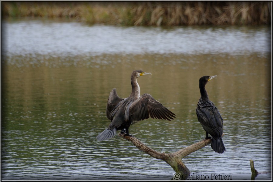 cormorano vs cormorano.